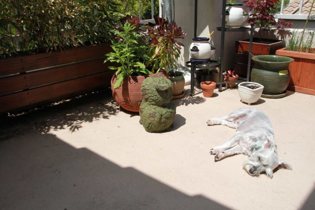boba sunbathing