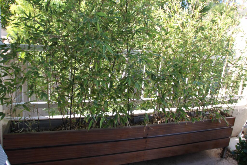 bamboo planter
